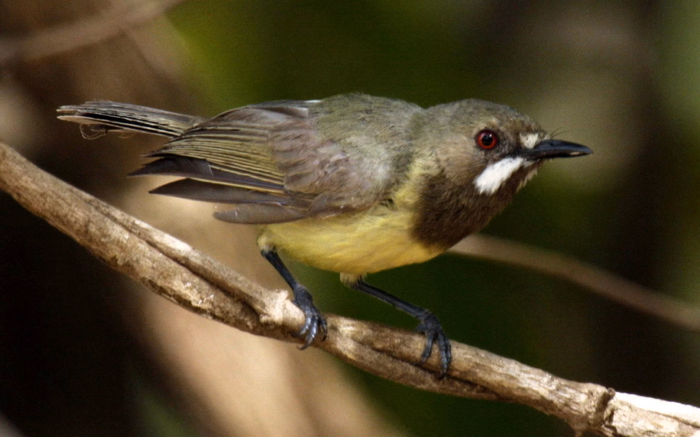 Fairy Gerygone showing key identification features