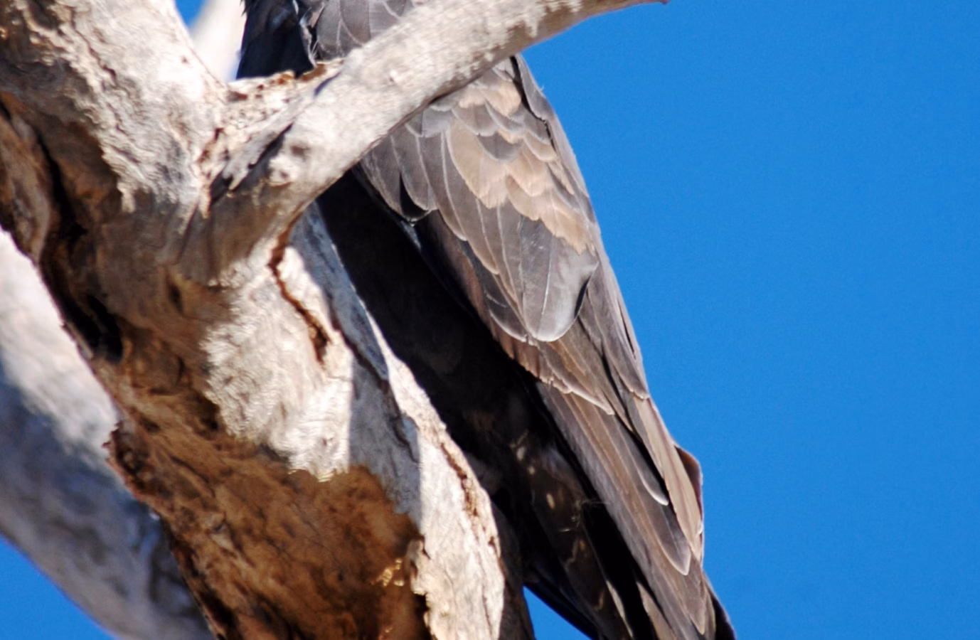 Black Falcon showing uniformly dark brown-black plumage, long pointed wings and powerful fast flight