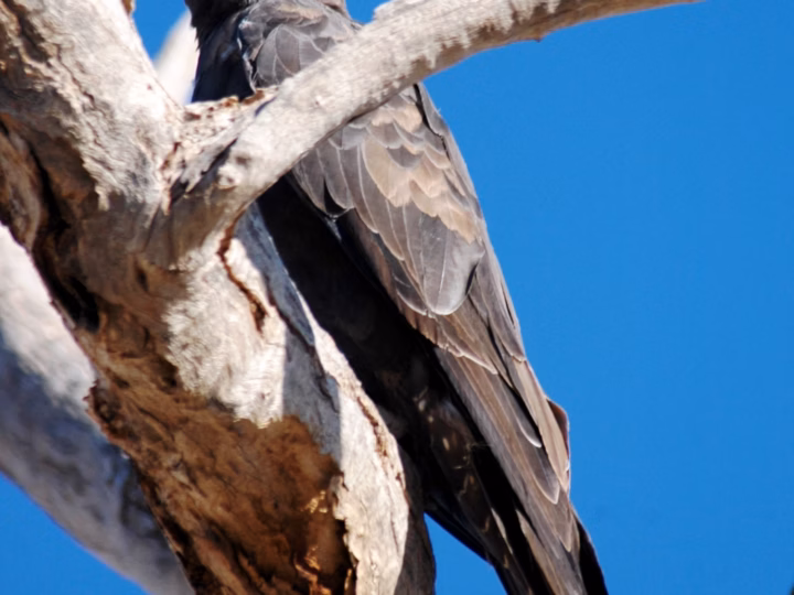 Black Falcon showing uniformly dark brown-black plumage, long pointed wings and powerful fast flight