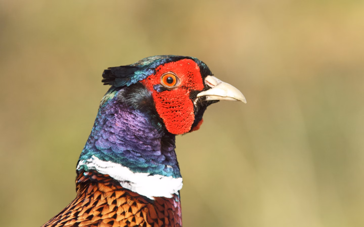 Common Pheasant showing male's long pointed tail, red facial skin and iridescent head; female mottled brown