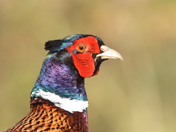 Common Pheasant showing male's long pointed tail, red facial skin and iridescent head; female mottled brown