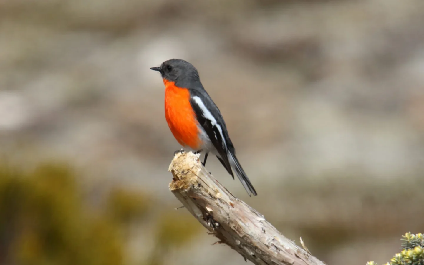 Flame Robin in Australia