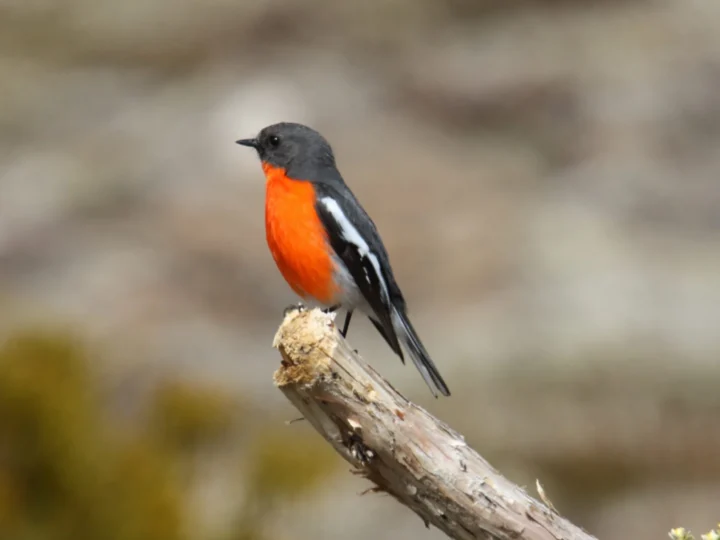 Flame Robin in Australia