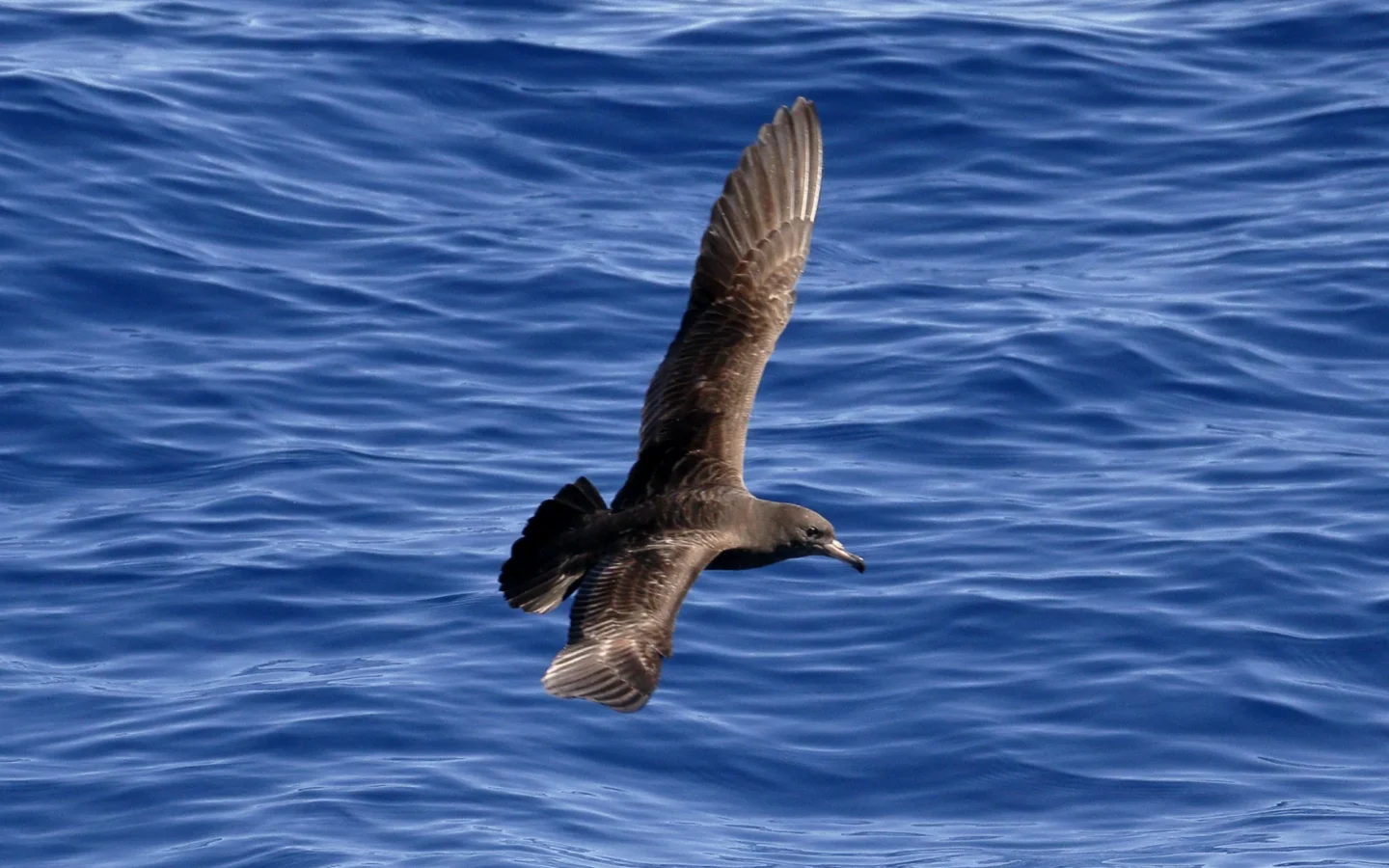 Flesh-footed Shearwater showing key identification features