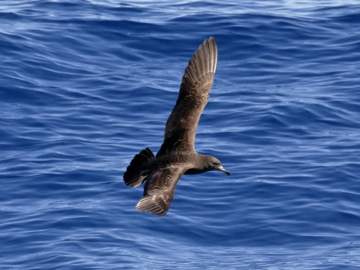 Flesh-footed Shearwater showing key identification features