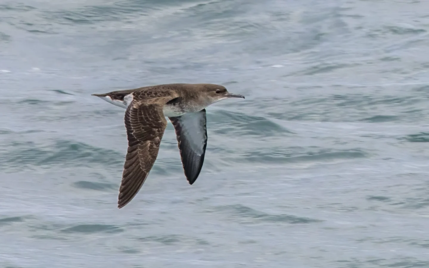 Fluttering Shearwater showing key identification features