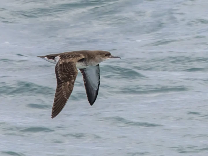 Fluttering Shearwater showing key identification features