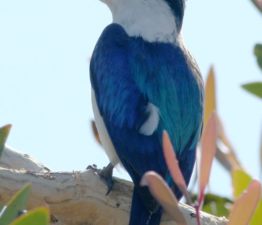 Forest Kingfisher in Australia showing key identifying features