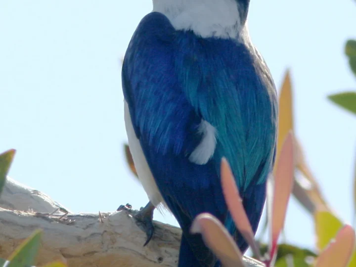 Forest Kingfisher in Australia showing key identifying features