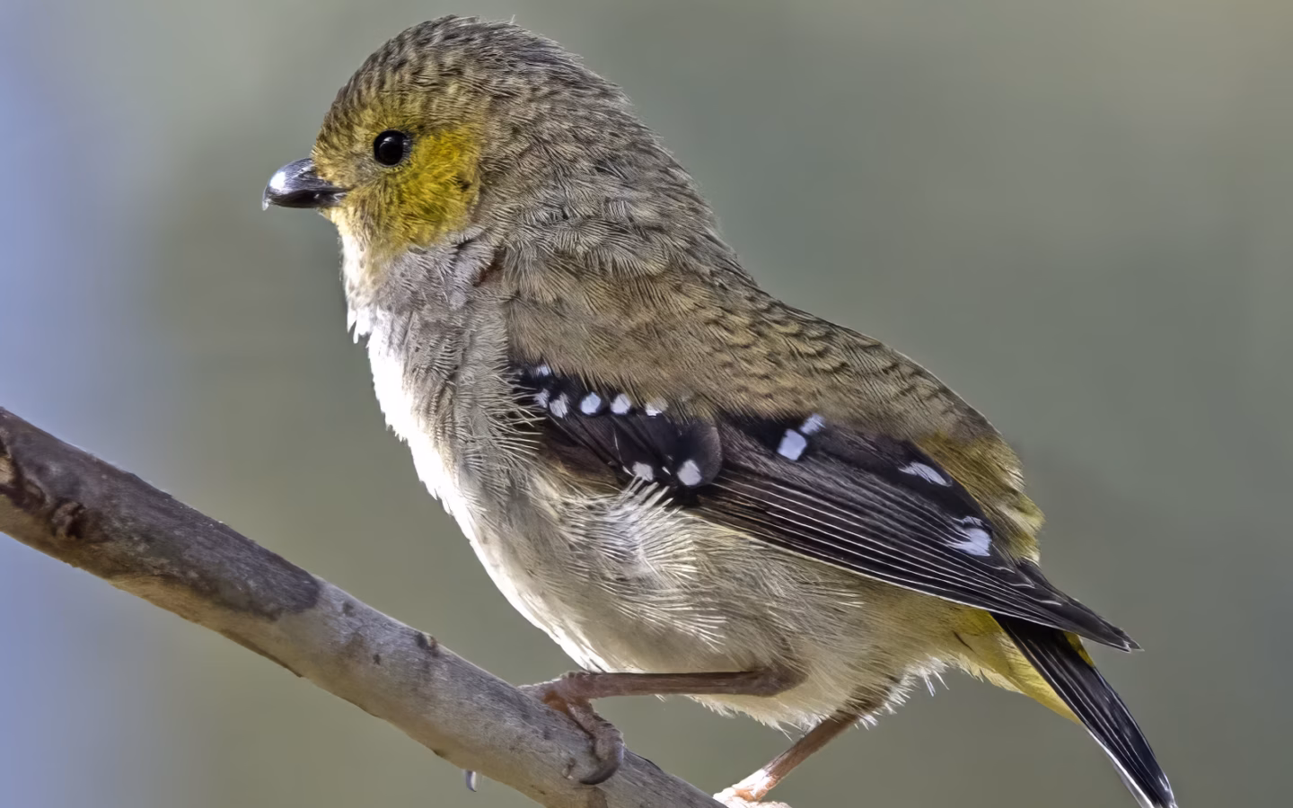 Forty-spotted Pardalote showing olive-grey body with many small white wing spots and a pale face