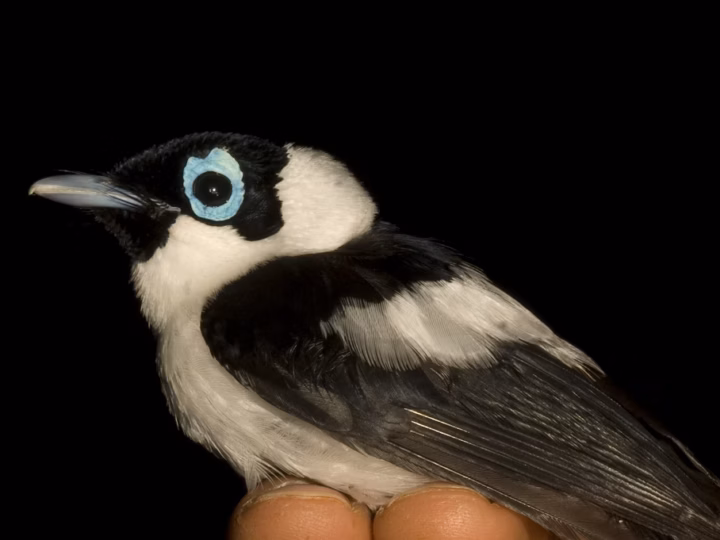Frill-necked Monarch showing key identification features