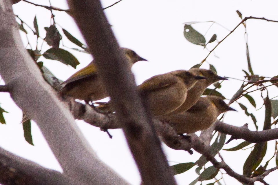 Fuscous Honeyeater in Australia showing key identification features: plain olive-brown to grey honeyeater with subtle yellow wash or tufts and small yellow details around the face and bill base; best identified with habitat and voice.