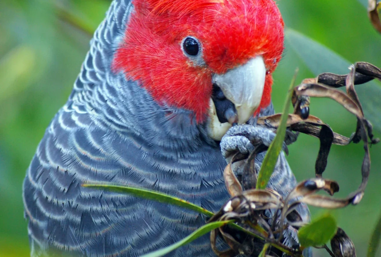 Gang-gang Cockatoo in Australia