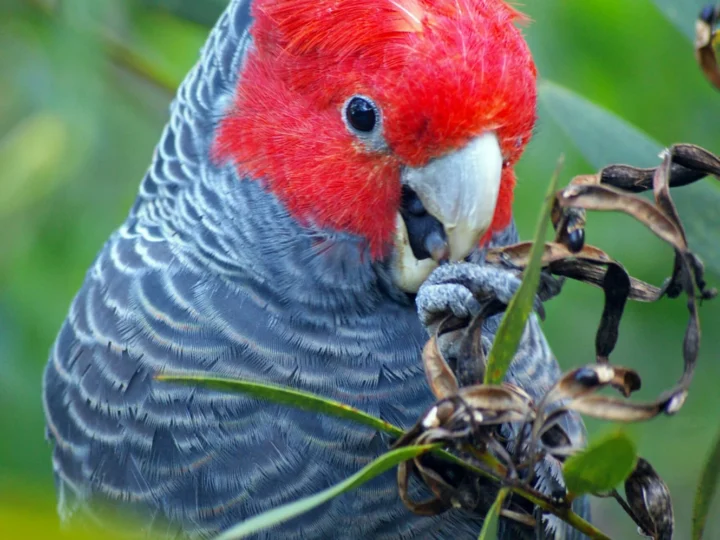 Gang-gang Cockatoo in Australia