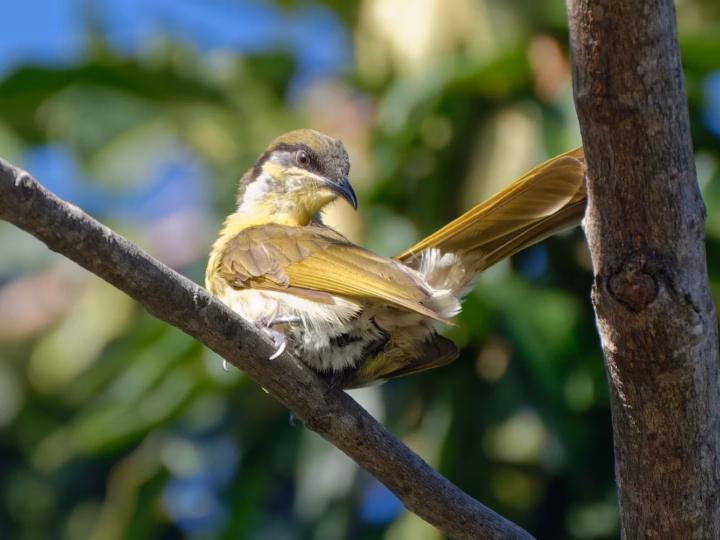 Varied Honeyeater showing grey-brown upperparts, yellowish underparts, fine streaking and a yellowish facial area