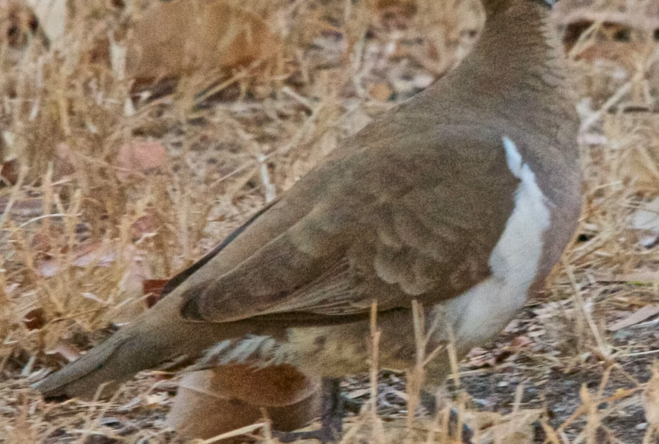 Partridge Pigeon showing a chunky ground-pigeon shape, rich rufous-brown body, pale facial markings and conspicuous bare coloured skin around the eye