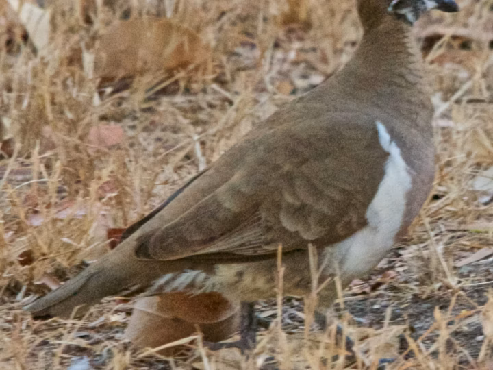 Partridge Pigeon showing a chunky ground-pigeon shape, rich rufous-brown body, pale facial markings and conspicuous bare coloured skin around the eye