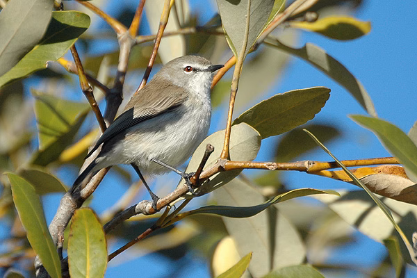 Mangrove Gerygone showing key identification features