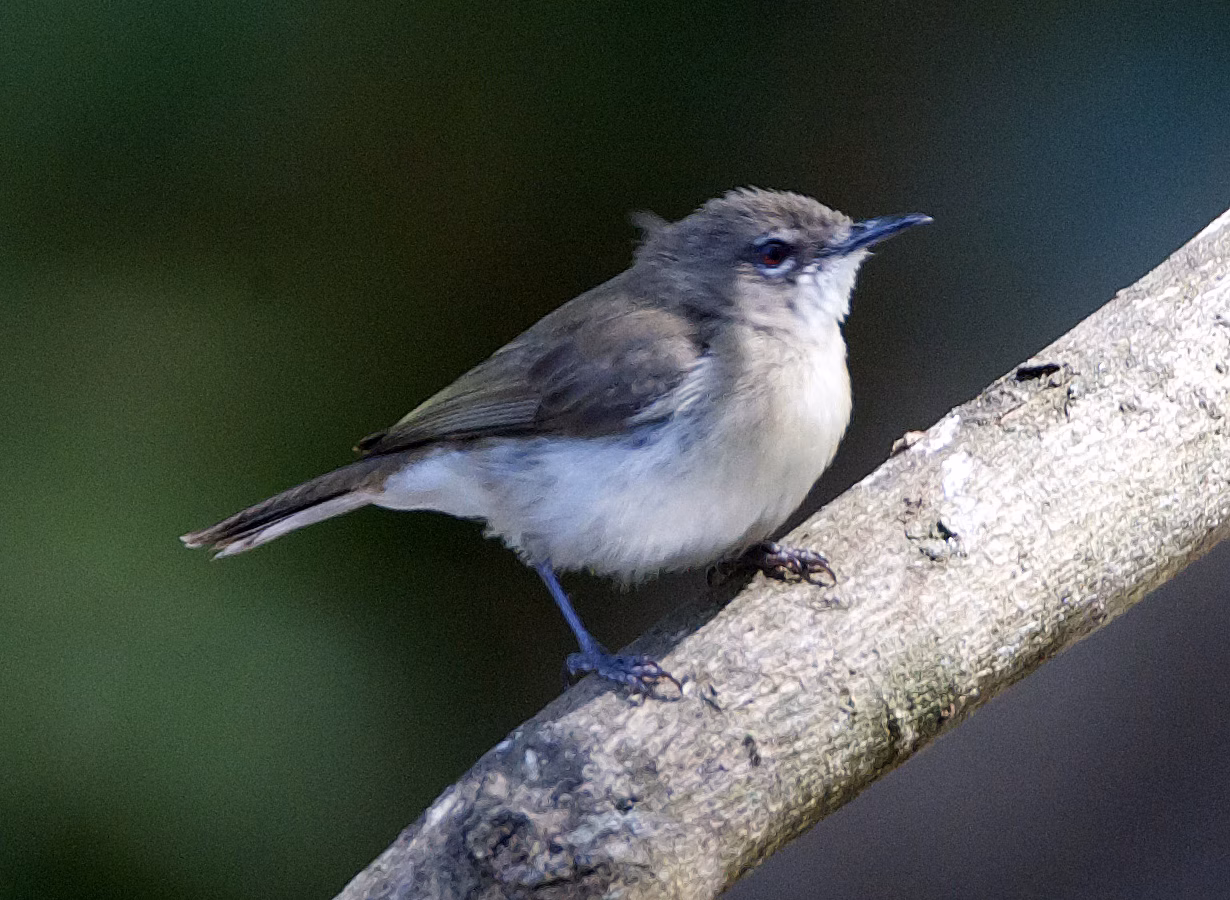 Large-billed Gerygone showing key identification features