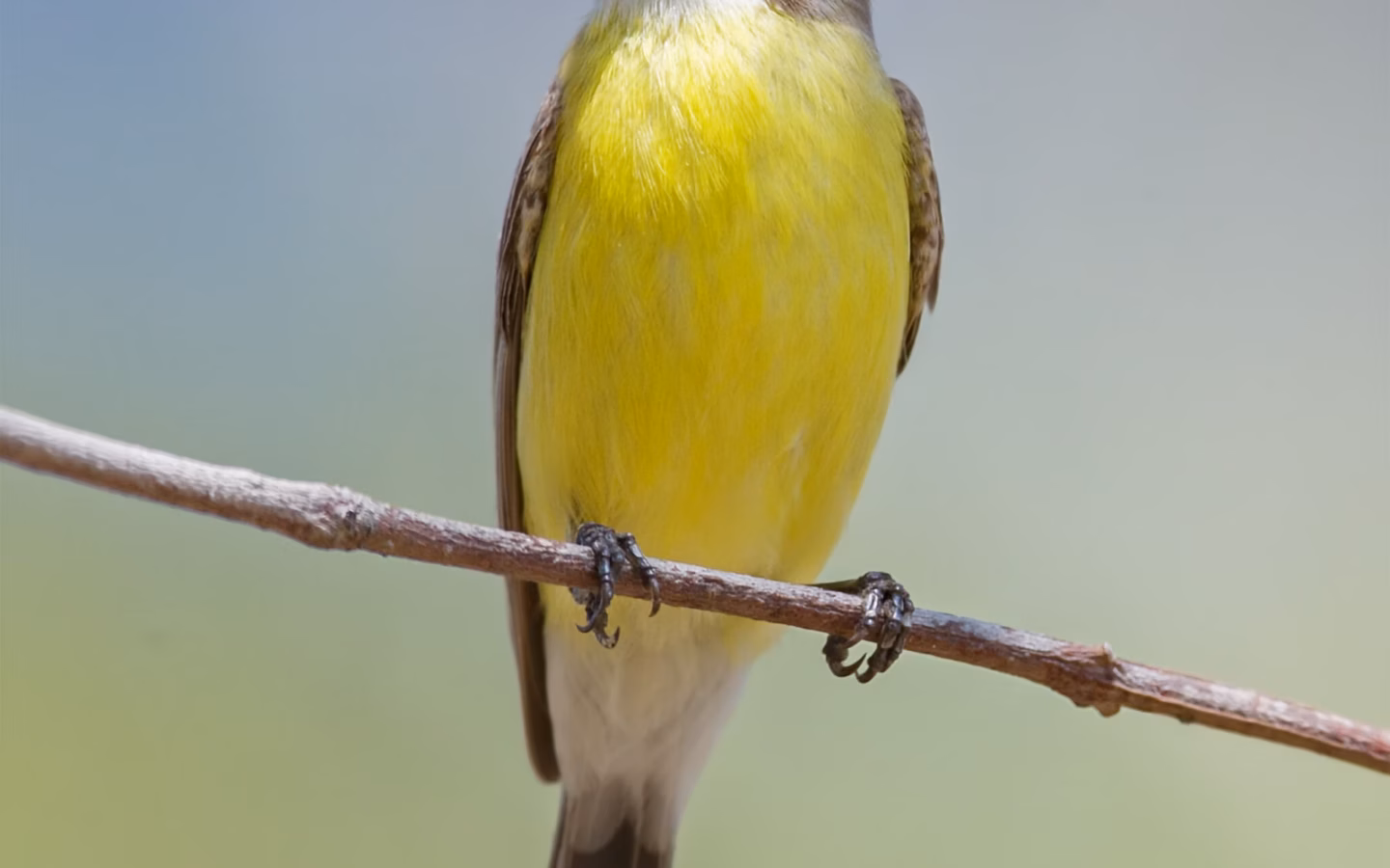 White-throated Gerygone showing key identification features