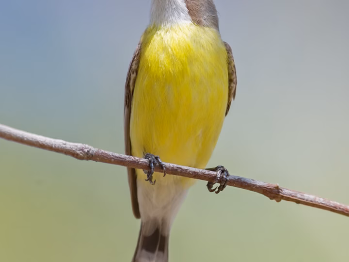 White-throated Gerygone showing key identification features