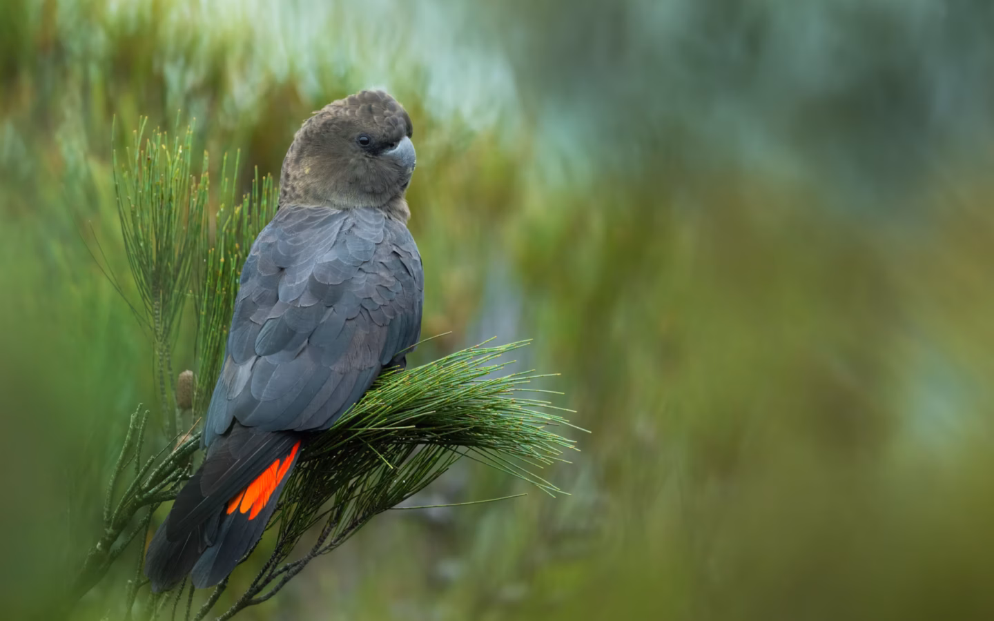 Glossy Black-Cockatoo in Australia showing key identification features: dark brown-black cockatoo with a broad rounded tail and heavy bill; males have red tail panels, while females show yellow head markings and barred tail panels.