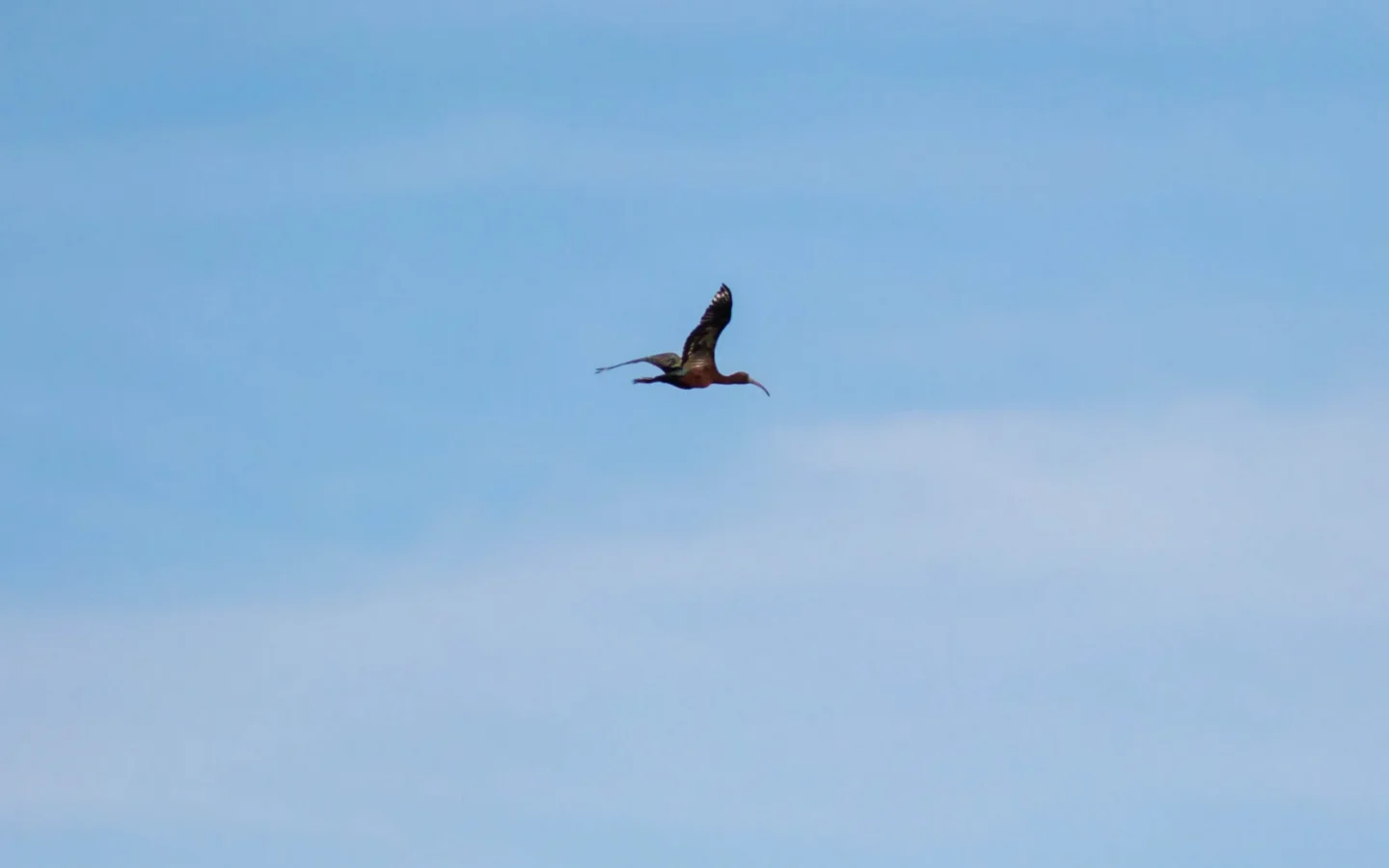 Glossy Ibis showing key identification features
