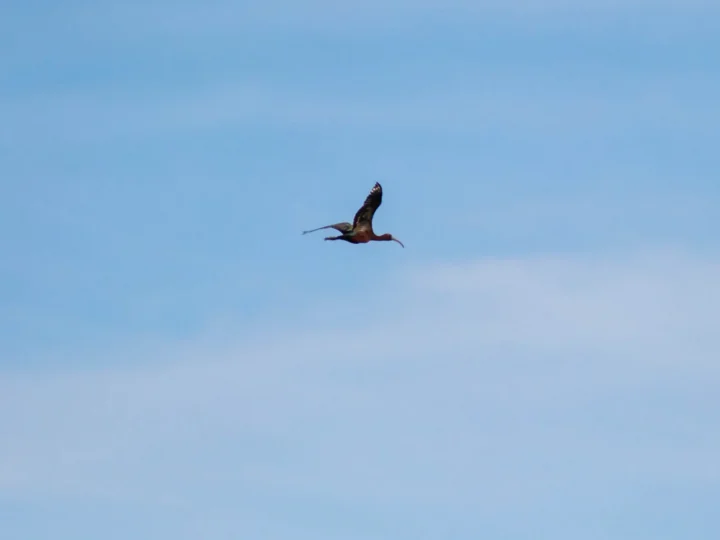 Glossy Ibis showing key identification features