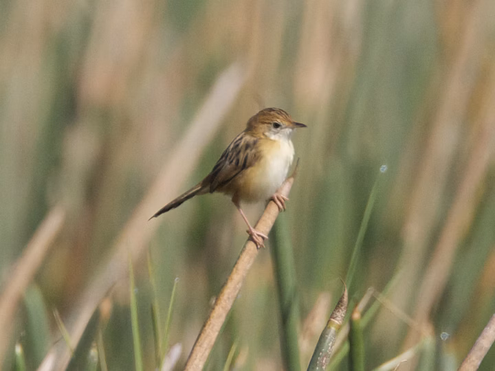 Golden-headed Cisticola in Australia showing key identification features