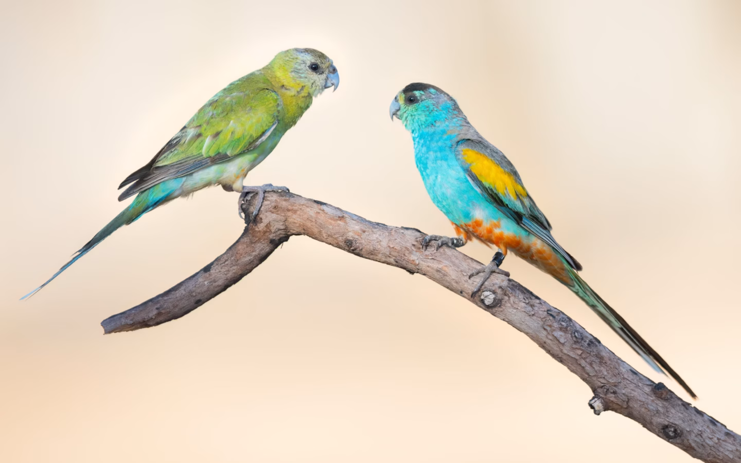 Golden-shouldered Parrot in Australia showing key identification features
