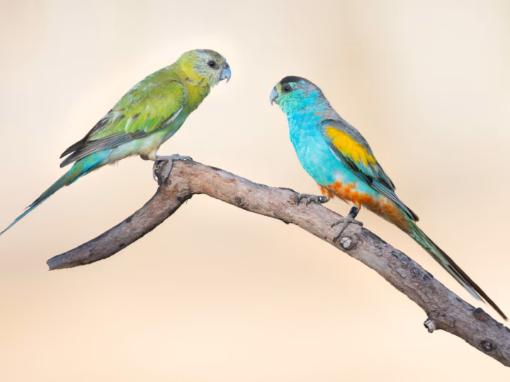 Golden-shouldered Parrot in Australia showing key identification features