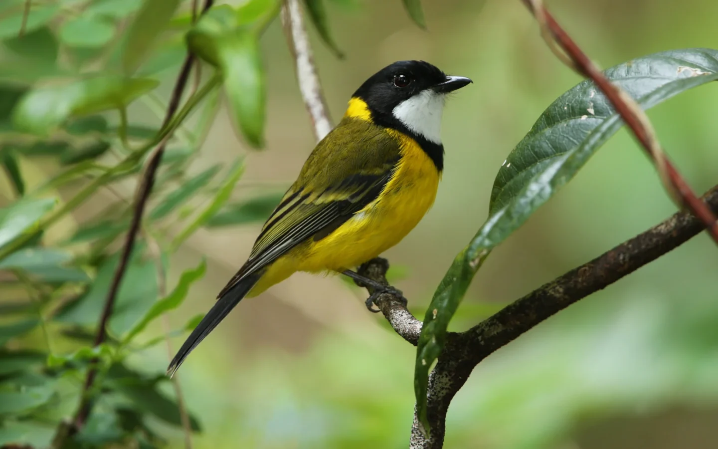 Golden Whistler in Australia