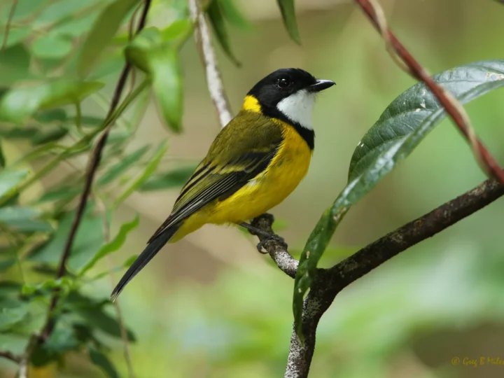 Golden Whistler in Australia