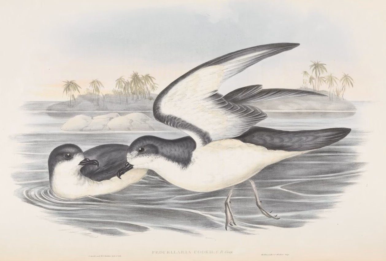 Gould's Petrel showing small gadfly petrel with grey upperparts, dark M across wings and white underparts