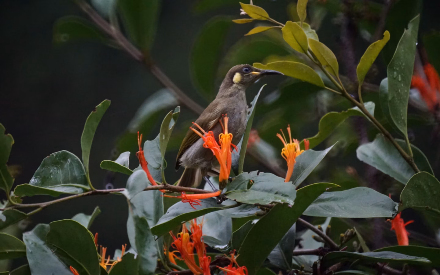 Graceful Honeyeater showing olive-green upperparts, pale yellowish underparts, a yellow ear patch and slender bill