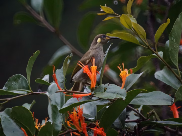 Graceful Honeyeater showing olive-green upperparts, pale yellowish underparts, a yellow ear patch and slender bill