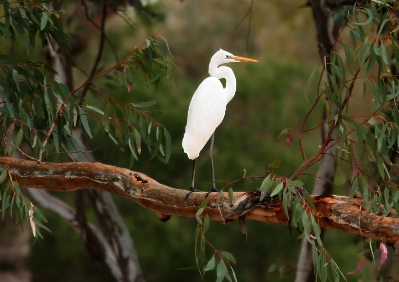 Great Egret with white plumage, long neck, yellow bill and dark legs