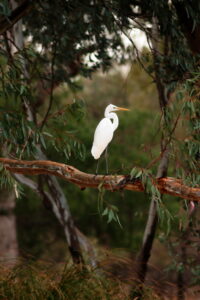 Great Egret with white plumage, long neck, yellow bill and dark legs
