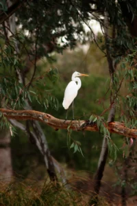 Great Egret with white plumage, long neck, yellow bill and dark legs