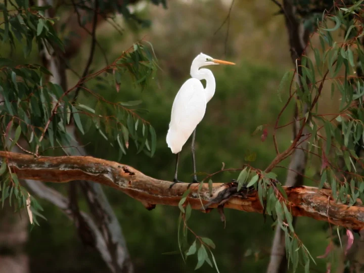 Great Egret with white plumage, long neck, yellow bill and dark legs