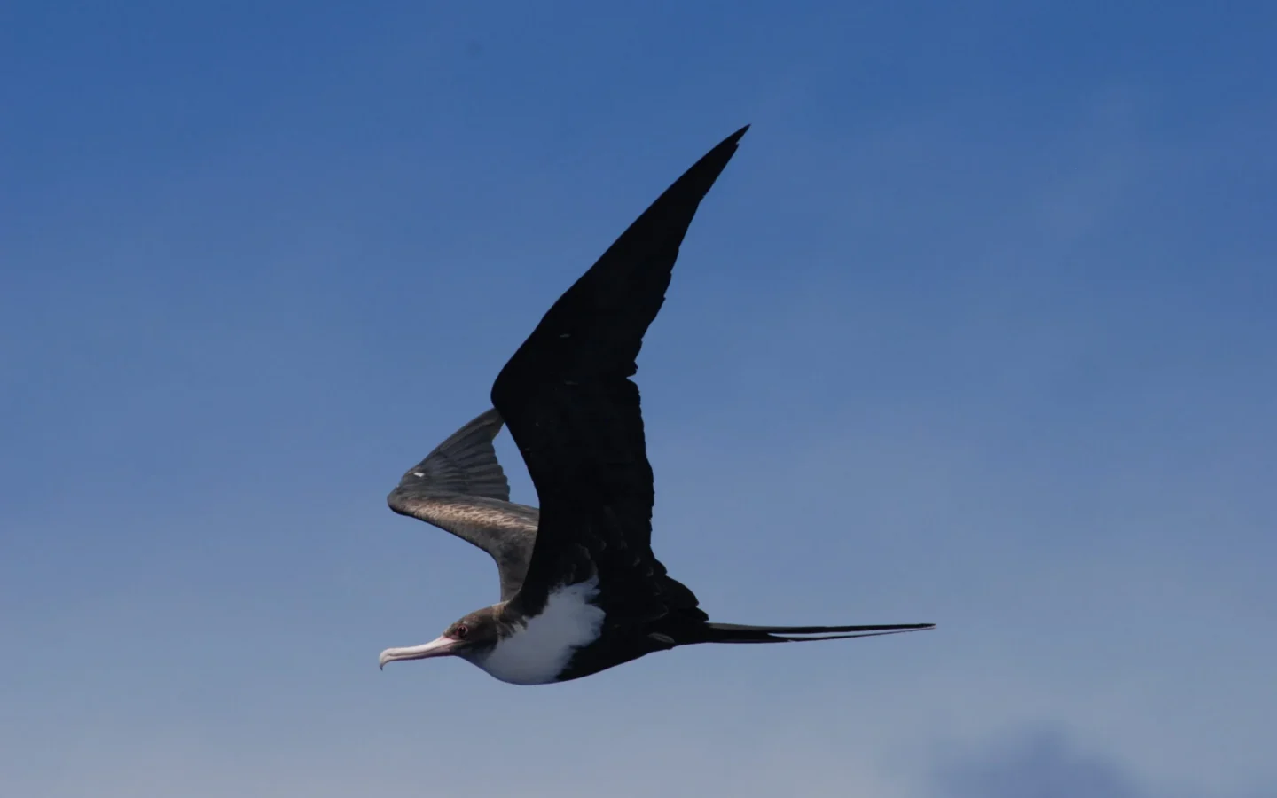 Great Frigatebird showing key identification features