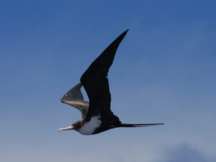 Great Frigatebird showing key identification features