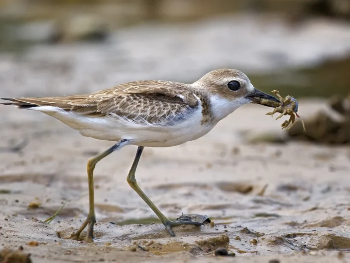 Greater Sand Plover showing key identification features
