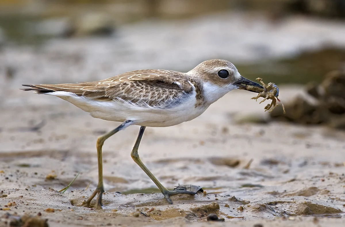 Greater Sand Plover showing key identification features
