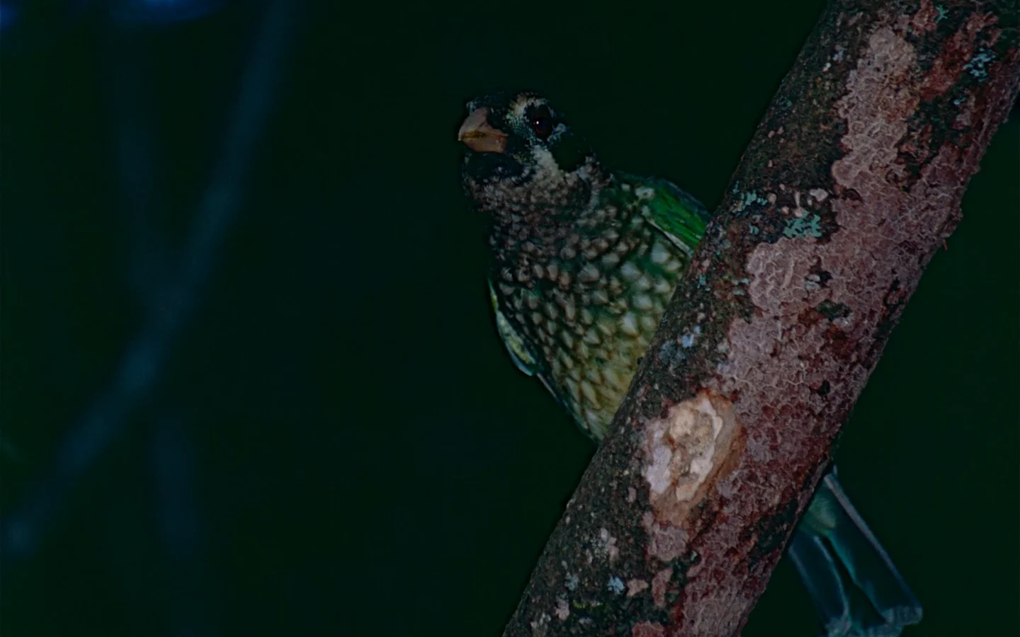 Green Catbird in Australia showing key identification features