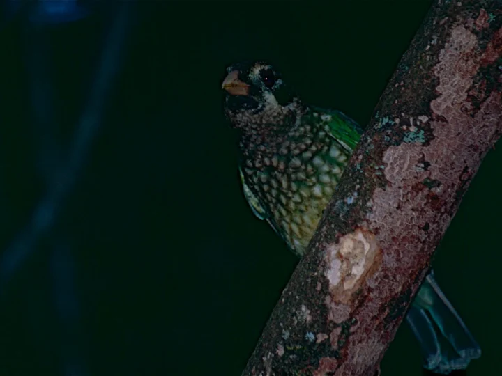 Green Catbird in Australia showing key identification features