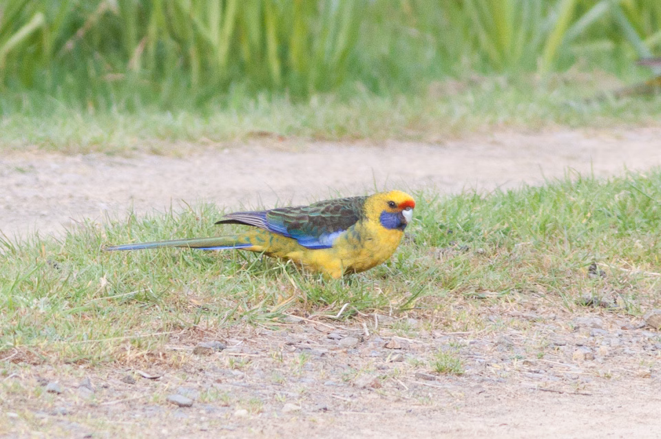 Green Rosella in Australia showing key identification features