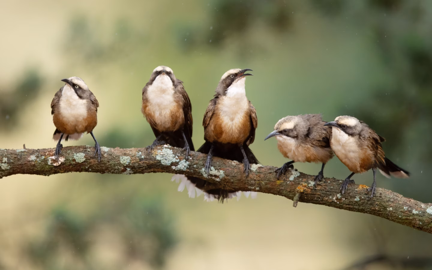 Grey-crowned Babbler in Australia showing key identification features