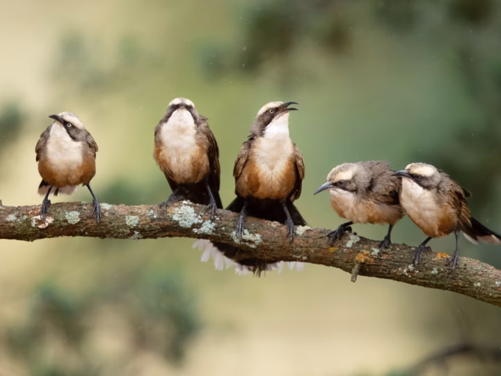 Grey-crowned Babbler in Australia showing key identification features