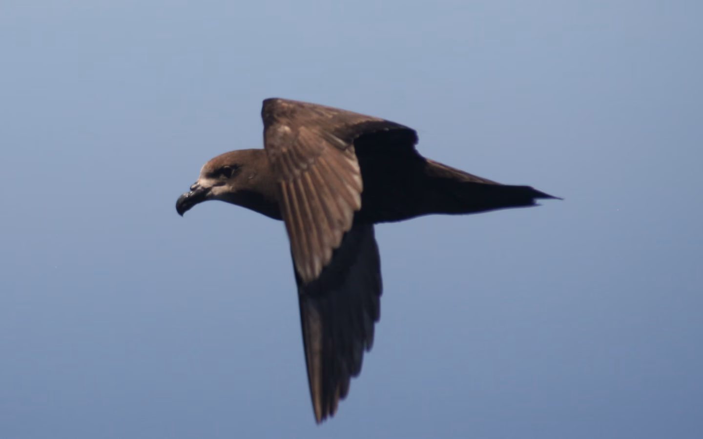 Grey-faced Petrel showing large dark gadfly petrel with pale grey face and strong hooked bill